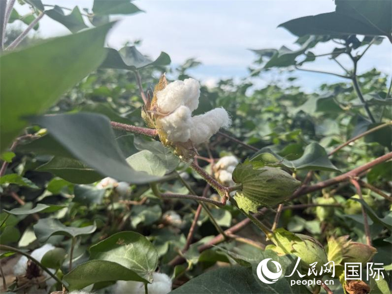 示范区内的棉花。人民网 柯明可摄